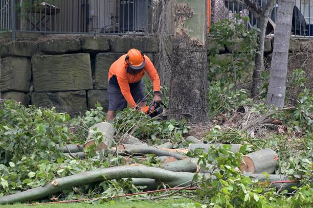 How Our Tree Care Process Works  in  Swoyersville, PA