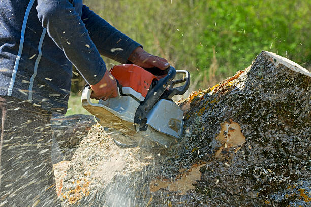 Reliable Swoyersville, PA  Tree Services Solutions